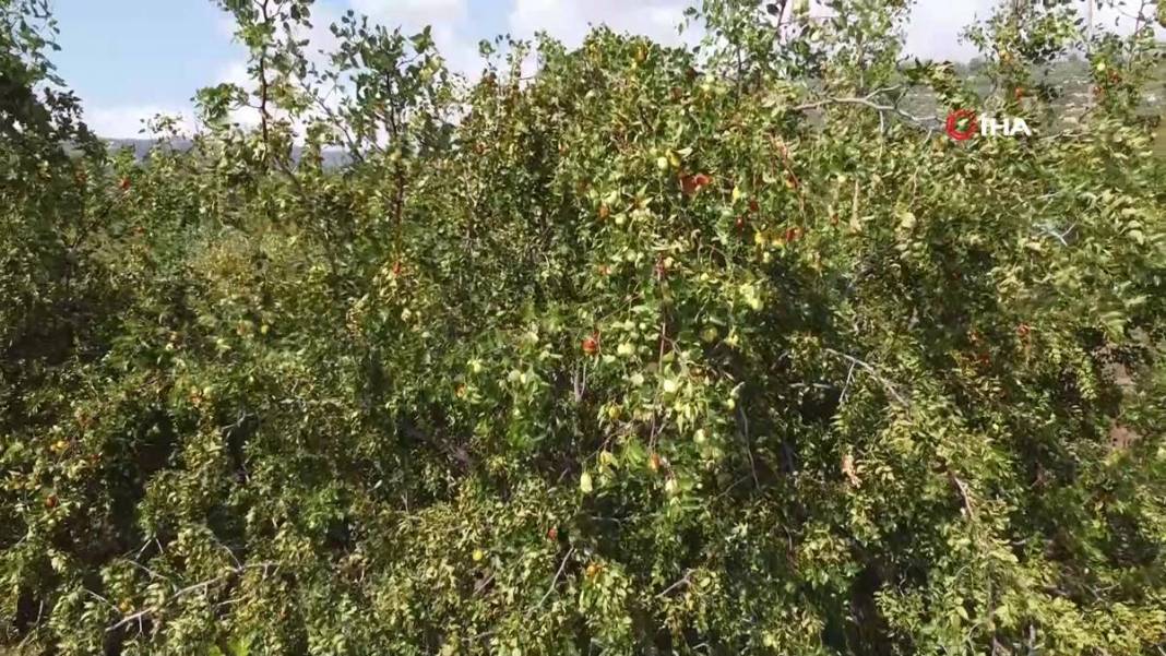 Bahçeye doğal çit olsun diye dikmişlerdi: Gelir kapısı oldu! Kilosunu 50 TL'den satıyor, bir taşla iki kuş... 13